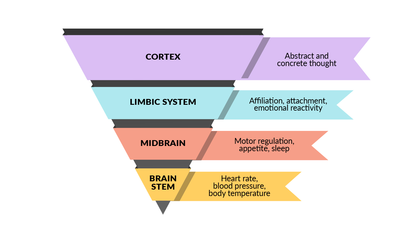 Diagram of the cortex, limbic system, midbrain and brain stem, showing how stress affects reasoning, connection and emotional regulation
